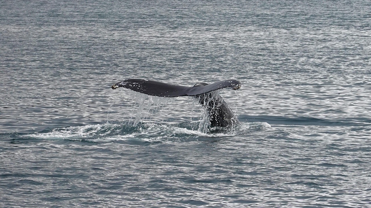 Close-up of a dolphin swimming