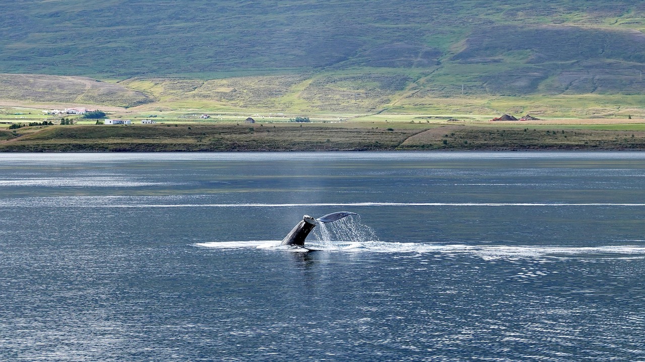 Family on board the whale watching boat
